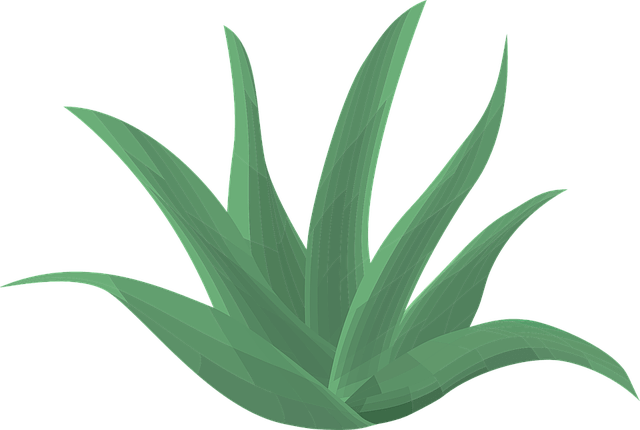 Aloe vera öl wirkung - Die qualitativsten Aloe vera öl wirkung im Überblick!