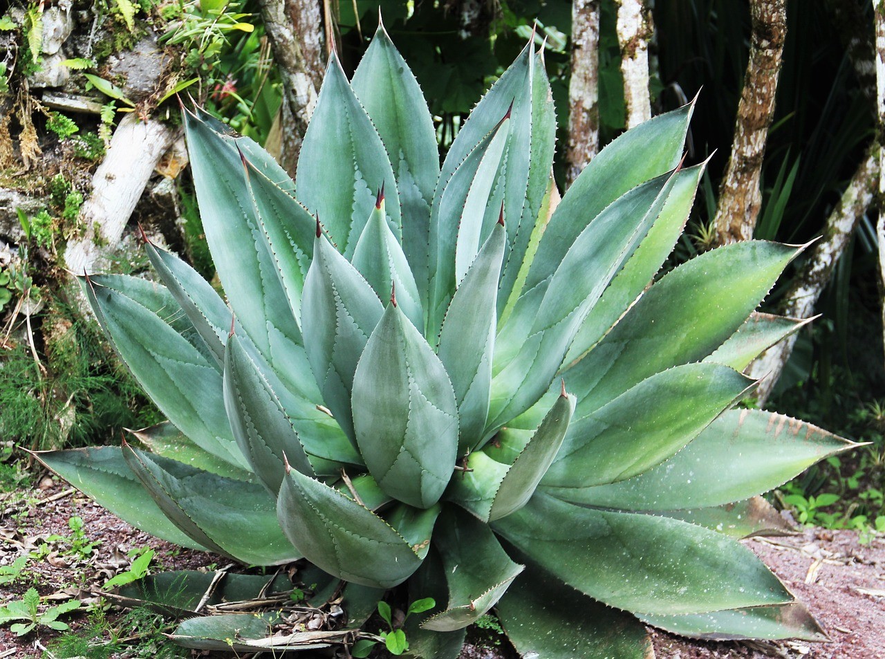 Aloe Vera Pflanzen kaufen: Die besten Tipps