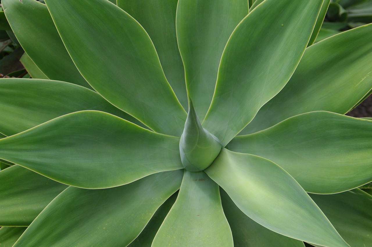Aloe Vera Pflanze für die Haut: So heilend wirkt Aloevera