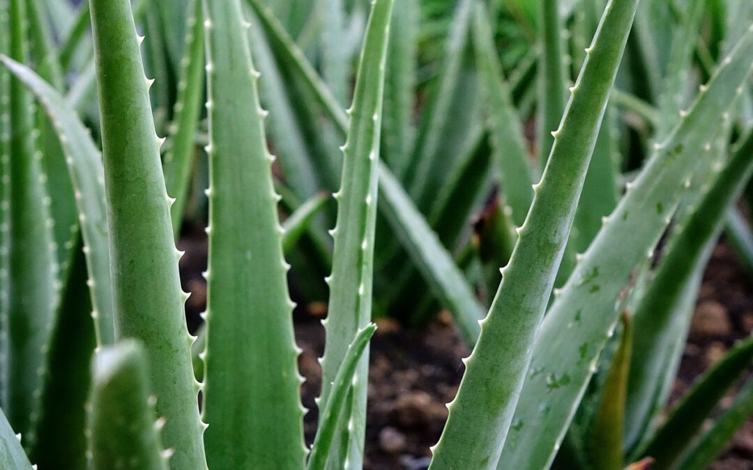 Die besten Tipps für den Anbau von Aloe Vera