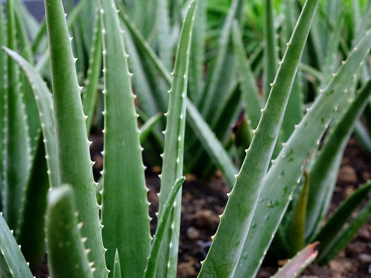 Die besten Tipps für den Anbau von Aloe Vera