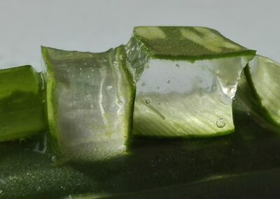 Aloe Vera schneiden