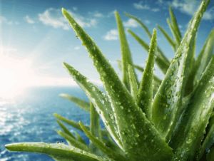 Aloe Vera gegen Hautalterung